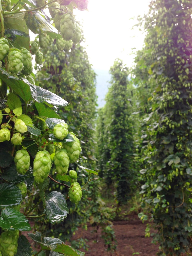 Willamette was an obscure hop before A-B started using it in Bud and Bud Light