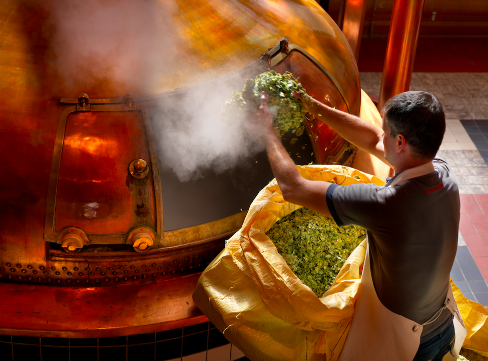 No hop pellets, no extract, whole hops directly from hop farmers are added manually to each batch.